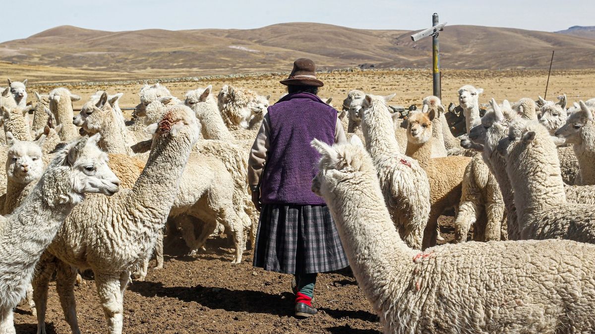 Fotky: Sucho v Andách decimuje stáda alpak